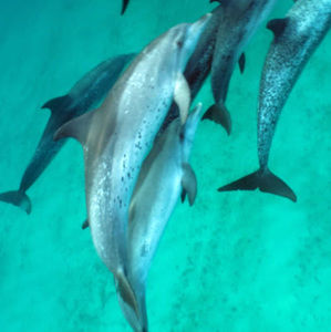 Meet your Posher, Bianca